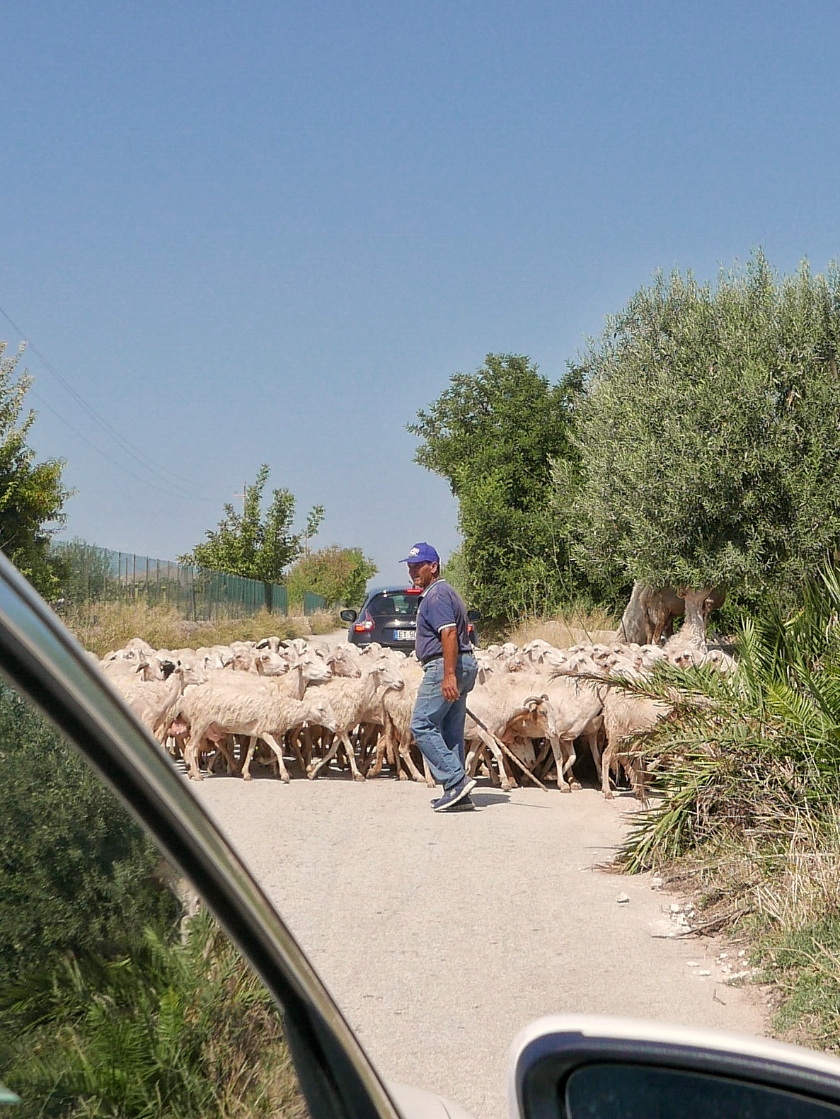 Sheep in Sicily